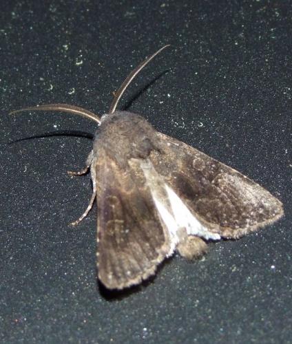 Réf. 215 164 : Aporophyla lueneburgensis